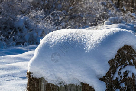 冬天下雪的稻草块图片