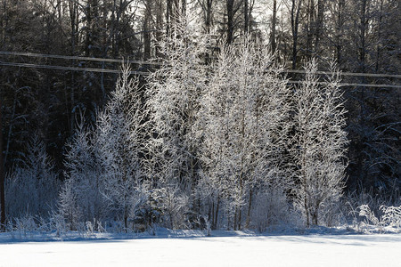 冬天森林里的阳光全景全景冬天童话冬季景观图片