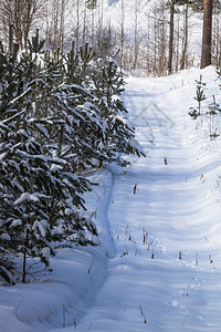 冬季的雪景图片