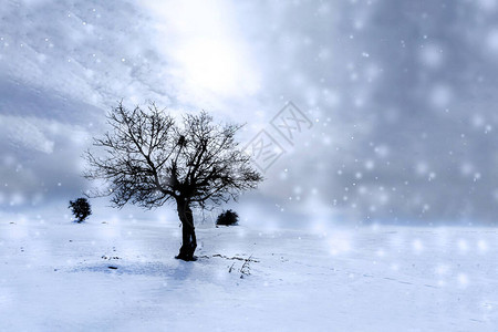 冬天只有一棵树蓝白图片