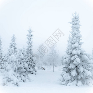 美丽的冬季风景雪中的圣诞树图片