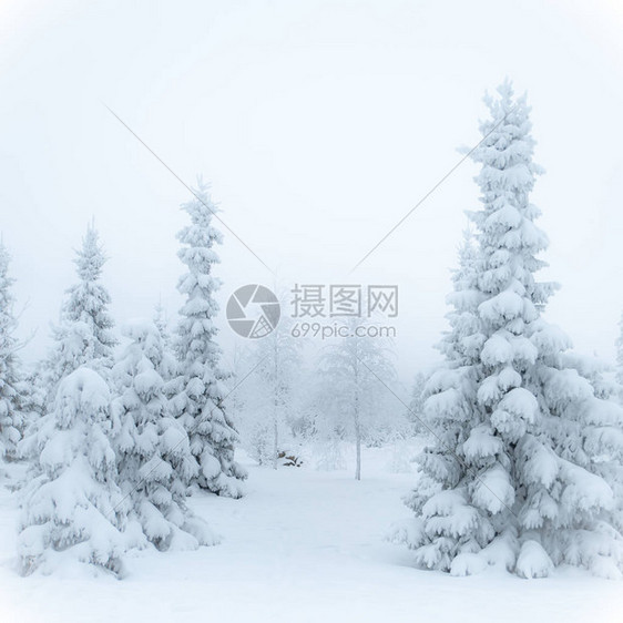 美丽的冬季风景雪中的圣诞树图片