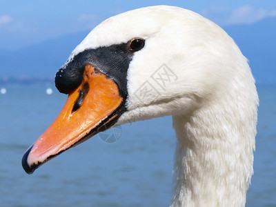 Swan肖像图片