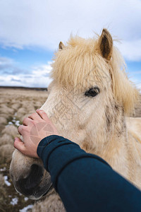 冰岛白马遇见陌生人图片