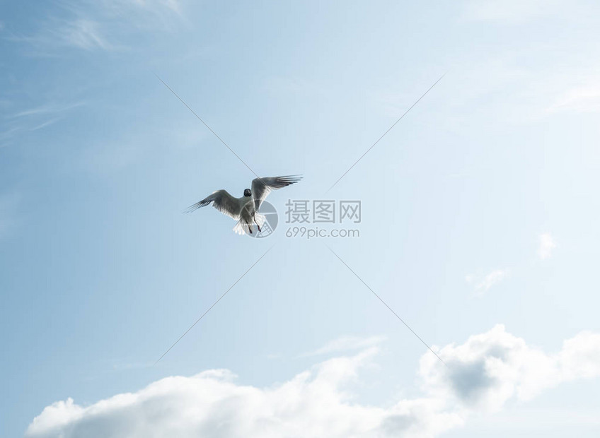 海鸥在蓝天飞翔高清图片下载-正版图片504147641-摄图网