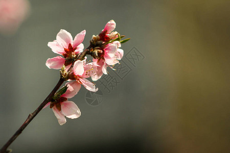与桃花的自然背景春天花园里的桃花桃枝开有图片