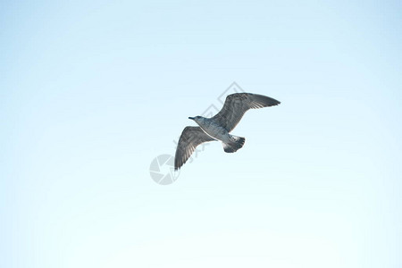 海鸥在蓝天的映衬下飞翔图片