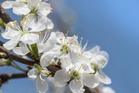 春花白樱桃树花在阳图片