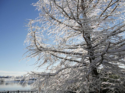 冬天被冰雪覆盖的松树的裁剪镜头图片