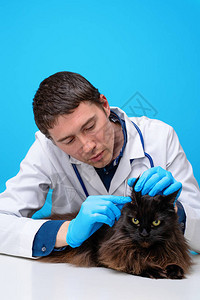 空荡的蓝色背景中怀里抱着黑猫的男子兽医图片