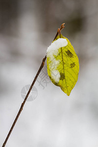 雪中的黄叶图片