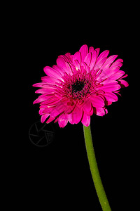 一束粉红色的非洲菊通常与早日康复信息一起发送高清图片