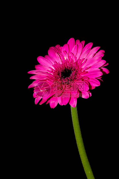 一束粉红色的非洲菊通常与早日康复信息一起发送图片