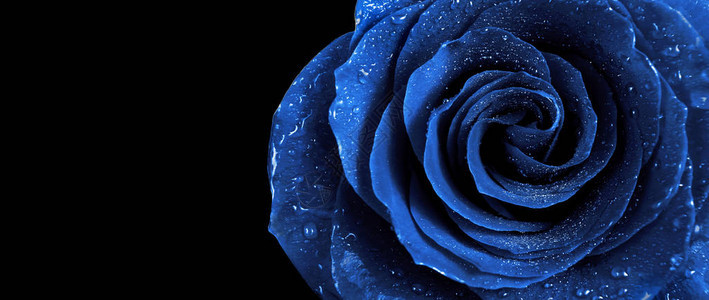 水中的蓝玫瑰滴在黑色背景上孤立2020流行色特背景图片