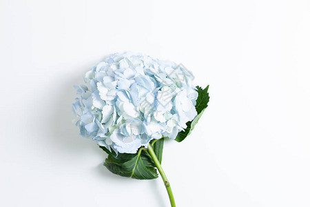 白色背景上的鲜蓝色花朵顶视图背景图片