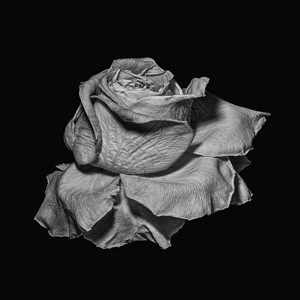 单色超现实主义灰色玫瑰花微距图片