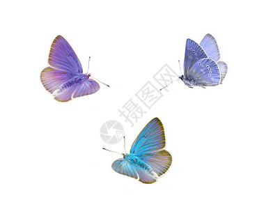 三只飞的蝴蝶三只在白色背景上隔离的彩图片