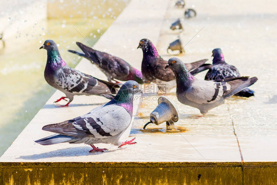 鸽子在喷泉喝水在炎热的日子里寻找凉爽图片