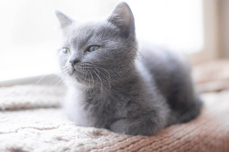 一只英国小猫躺在窗台上可爱的小猫杂志宠物灰色的小猫休息图片