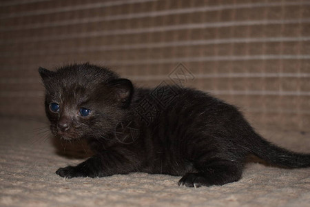 蓝眼睛的黑色毛茸小猫图片