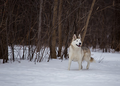 哈士奇犬用于雪橇犬比赛图片