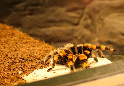 狼蛛Brachypelm图片