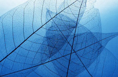自然蓝色背景秋天落下的骷髅叶子2020流行色背景图片