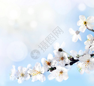 在自然背景的开花树春天的花朵春天的背景图片