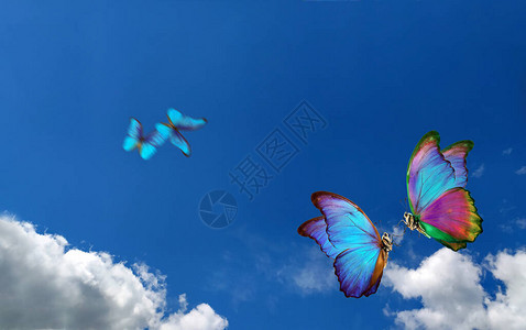 明亮的蝴蝶在蓝天白云中飞舞飞舞的蝴蝶五颜六色的蝴图片