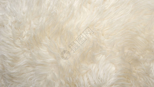 白色柔软羊毛质地背景无缝棉毛轻质天然羊毛白色蓬松毛皮的特写质地米色调的羊毛背景图片