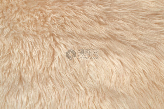 白色柔软的羊毛质地背景棉毛轻质天然动物羊毛白色蓬松毛皮的特写质地米色调的羊毛精图片