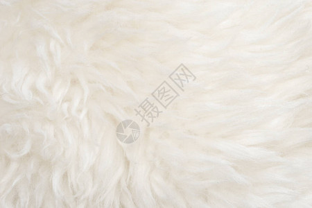 白色柔软羊毛质地背景无缝棉毛轻质天然羊毛白色蓬松毛皮的特写质地米色调的羊毛背景图片