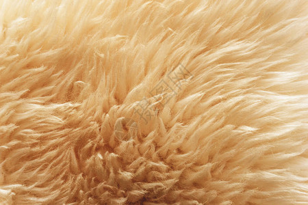 棕色柔软的羊毛质地背景棉毛浅姜天然羊毛白色蓬松毛皮的特写质地米色调的羊毛精背景图片