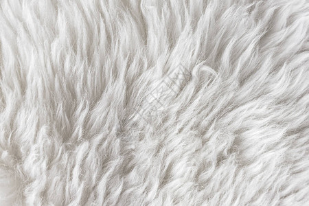 白色柔软的羊毛质地背景棉毛轻质天然羊皮白色蓬松毛图片