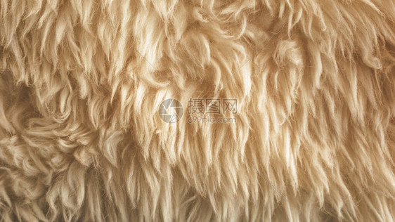 棕色柔软的羊毛质地背景棉毛浅姜天然羊毛白色蓬松毛皮的特写质地米色调的羊毛精图片