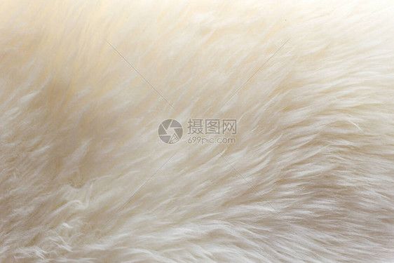 白色柔软的羊毛质地背景棉毛浅色天然羊皮白色蓬松毛皮的特写质地米色调的羊毛精图片