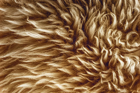 棕色柔软的羊毛质地背景棉毛浅姜天然羊毛白色蓬松毛皮的特写质地米色调的羊毛精图片