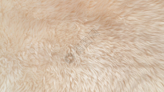 白色柔软的羊毛质地背景棉毛轻质天然动物羊毛白色蓬松毛皮的特写质地米色调的羊毛精背景图片