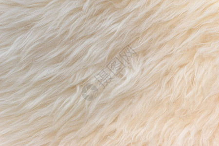 白色柔软羊毛质地背景无缝棉毛轻质天然羊毛白色蓬松毛皮的特写质地米色调的羊毛图片