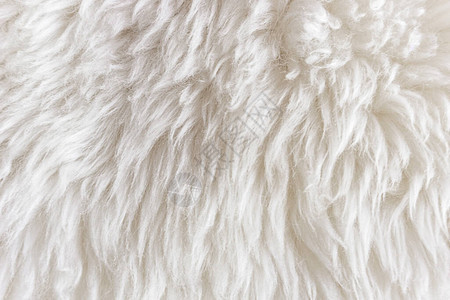 白色柔软的羊毛质地背景棉毛浅色天然羊皮白色蓬松毛皮的特写质地米色调的羊毛精背景图片