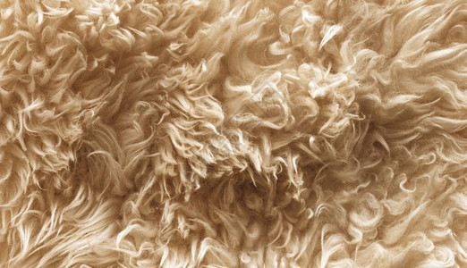 棕色柔软的羊毛质地背景棉毛浅姜天然羊毛白色蓬松毛皮的特写质地米色调的羊毛精背景图片