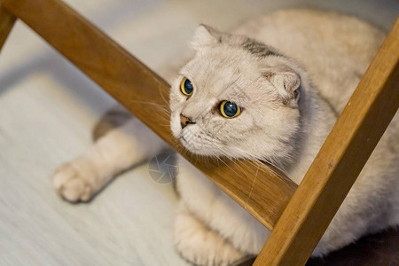 冥想中的银白色英国短毛猫背景图片