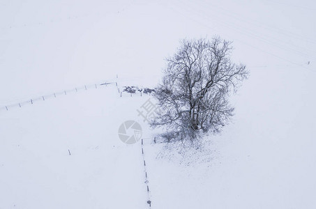 白雪覆盖草原上的单棵孤立图片