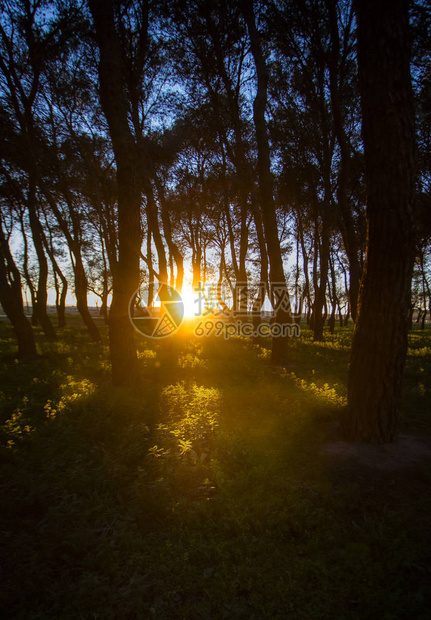 atardecerenelbosque图片