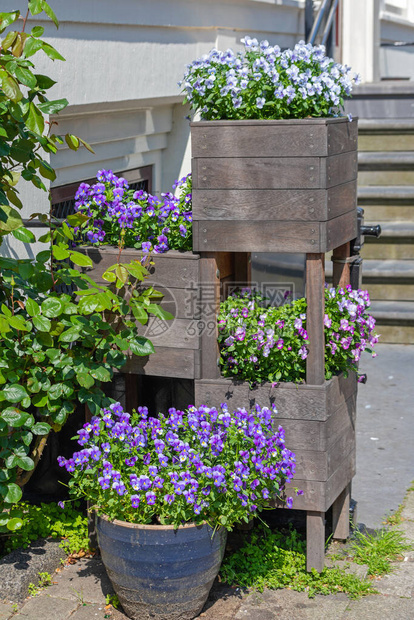 木盆盒中的紫色花朵图片