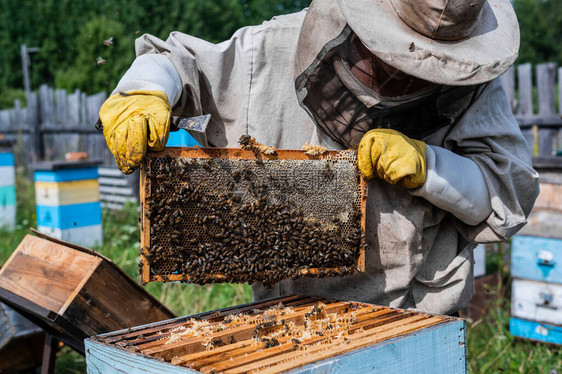 养蜂人正在养蜂场处理蜜蜂和箱图片