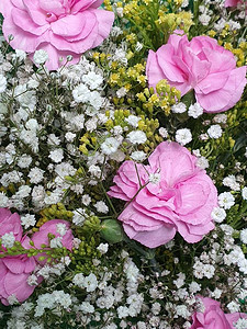 花束背景和纹理中粉红色康乃馨图片