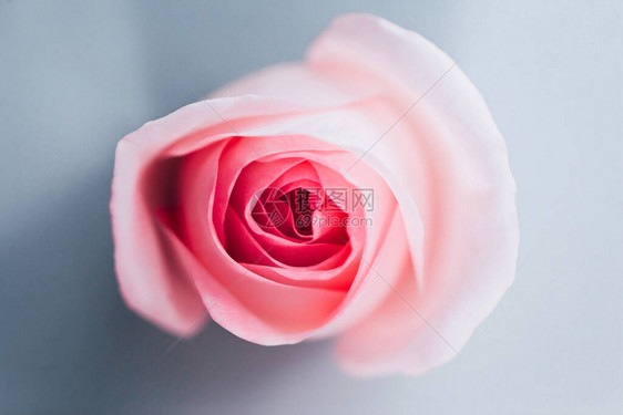 美丽的粉红色玫瑰花的特写视图图片