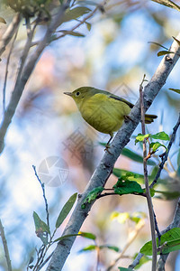 南加州奥兰治德南部冠状华布勒鸟围在高树枝上同时通过食物的图片