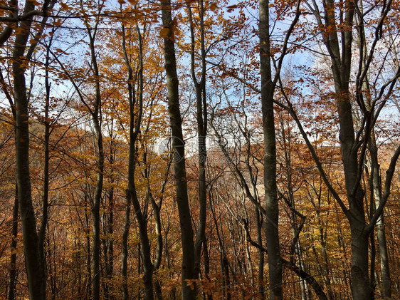 保加利亚的秋天森林图片
